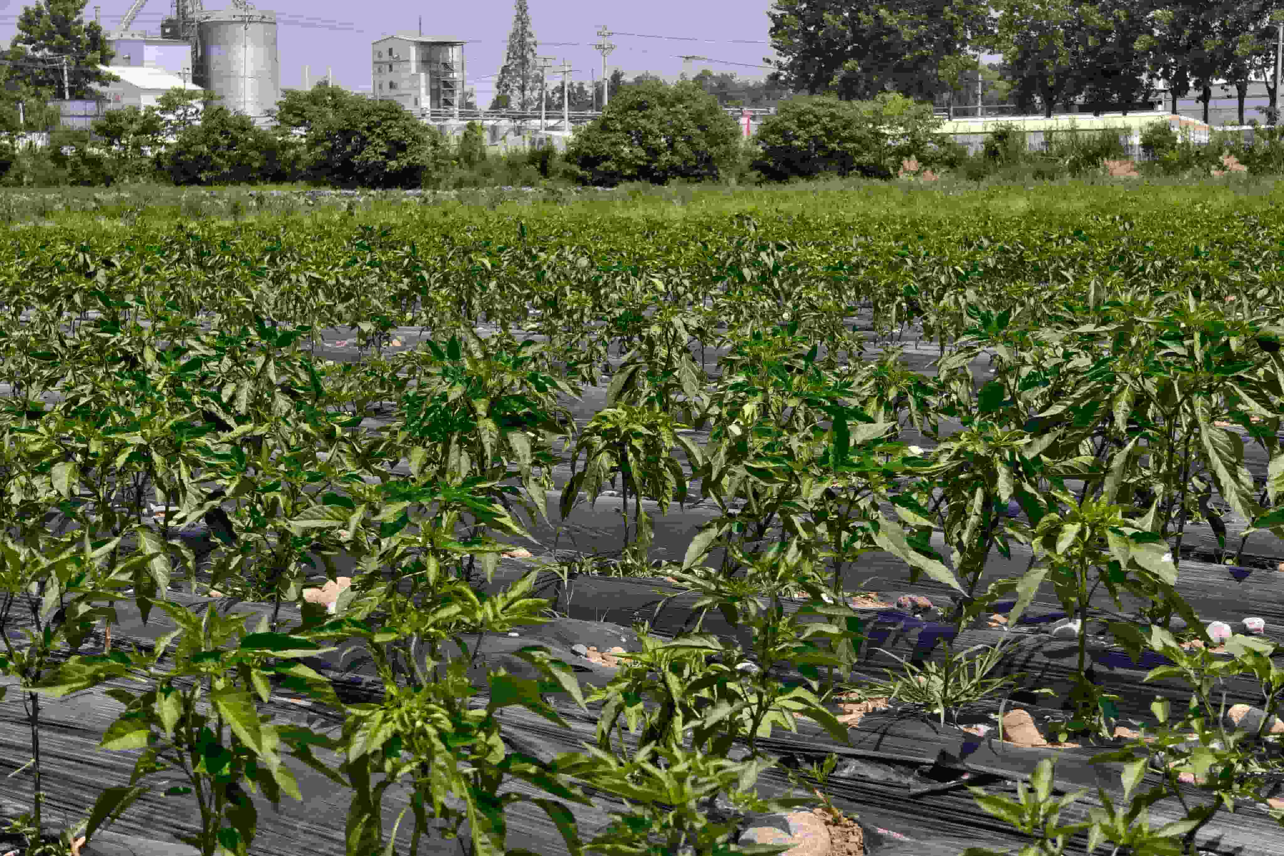 种养循环示范田辣椒枝叶繁茂 范佳毅摄.jpg 金贝官网