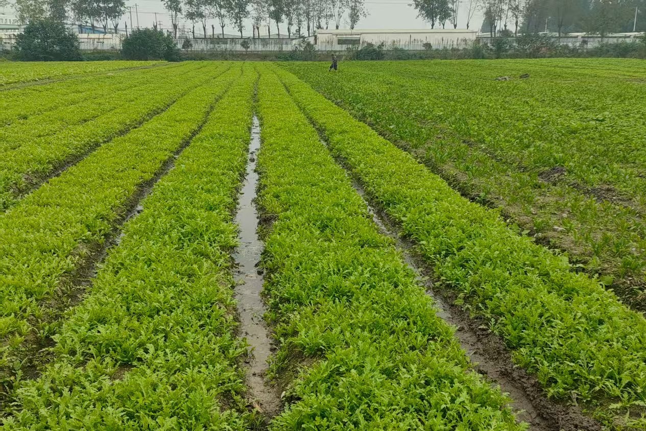 种养循环示范田茼蒿鲜嫩长势旺盛 范佳毅摄.jpg 金贝官网