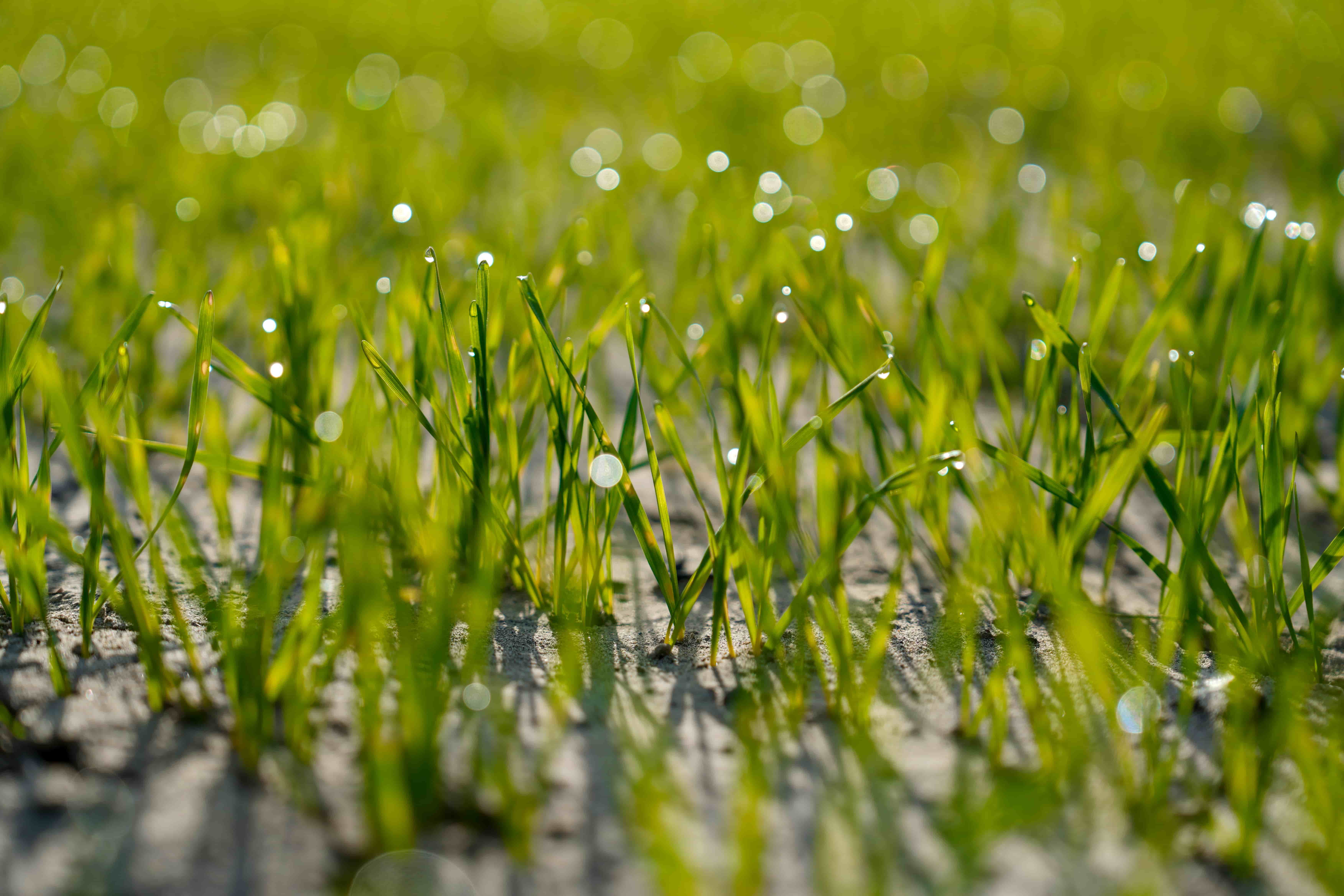 乌鲁木齐区域公司麦盖提治沙项目上,冬小麦绿意生辉 刘成达.jpg 金贝官网