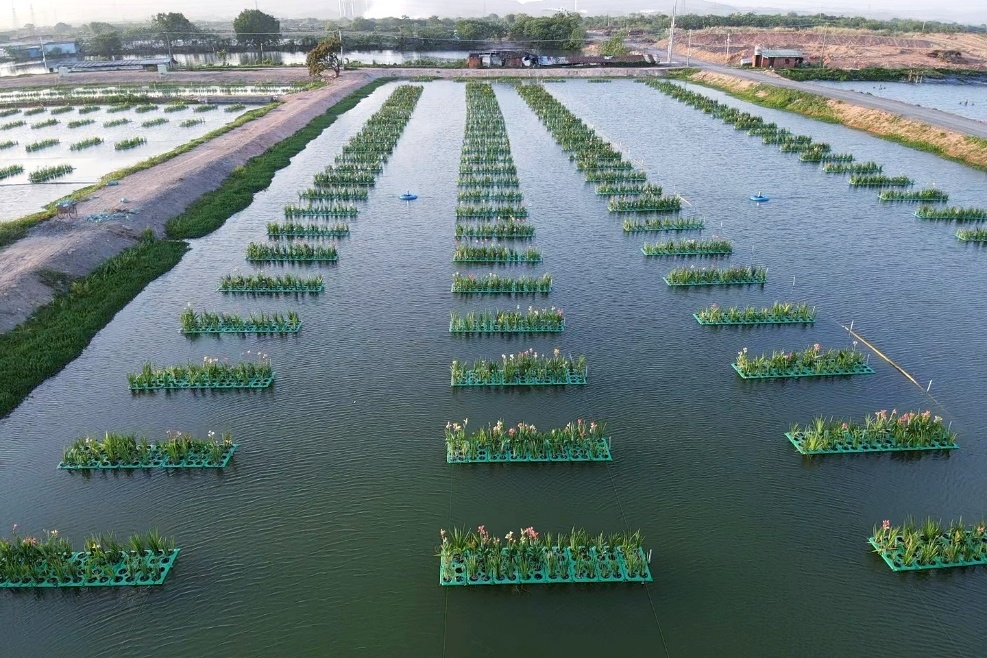 农发广州公司惠州农场三分场尾水改造项目完工 郭超杰摄.jpg 金贝官网