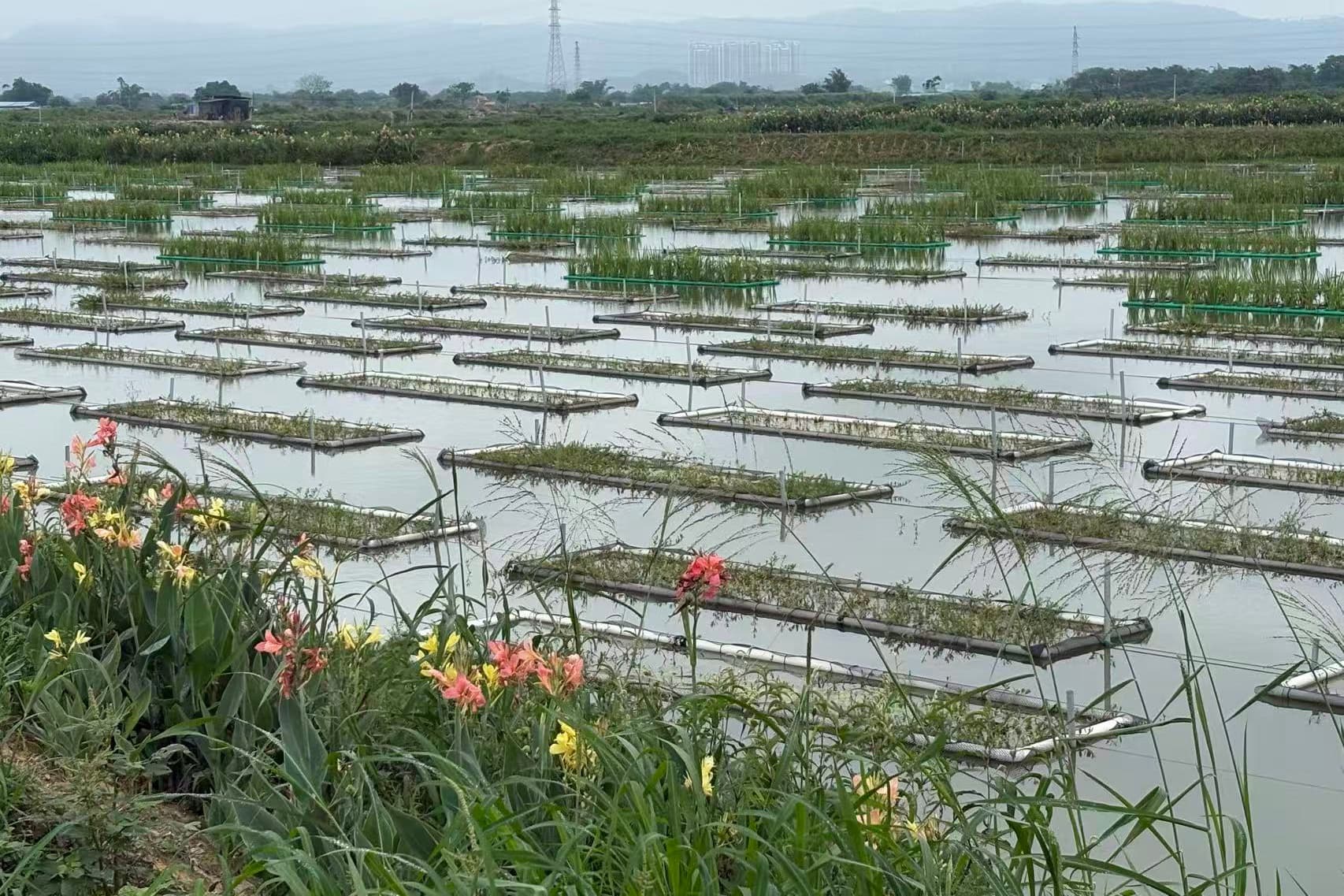 农发广州公司惠州农场三分场尾水改造项目风光邓颖敏摄.jpg 金贝官网