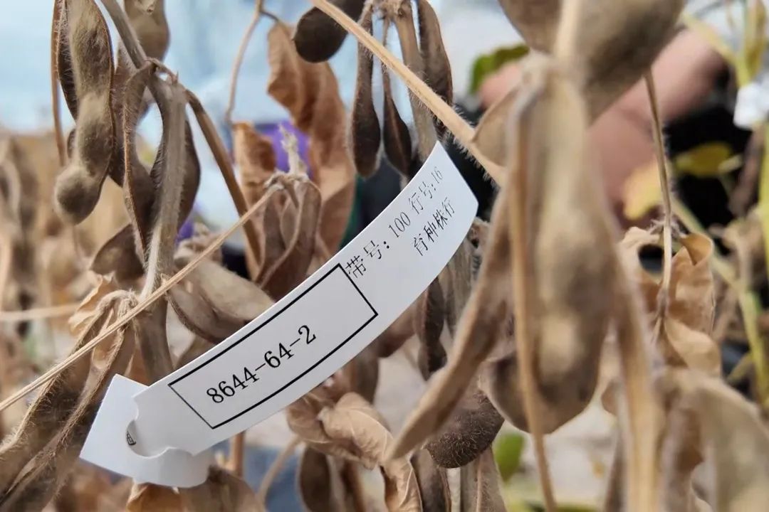金贝官网